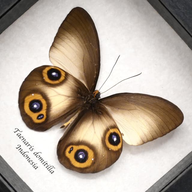 Real Owl butterfly framed taxidermy - Taenaris domitilla