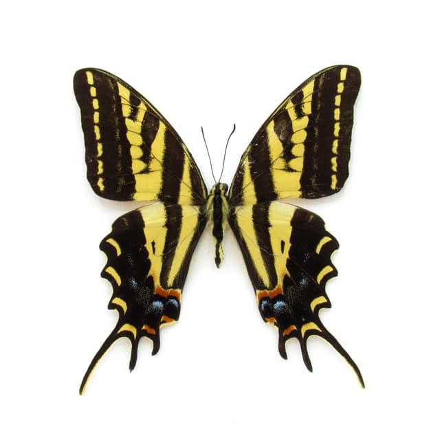 Rare Three-tailed Tiger swallowtail butterfly framed taxidermy - Papilio pilumnus