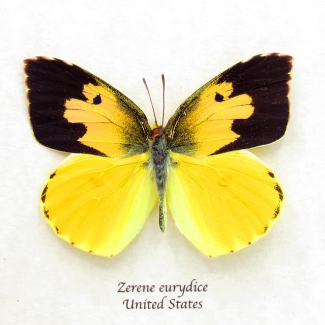 Real California Dogface butterfly framed taxidermy - Zerene eurydice