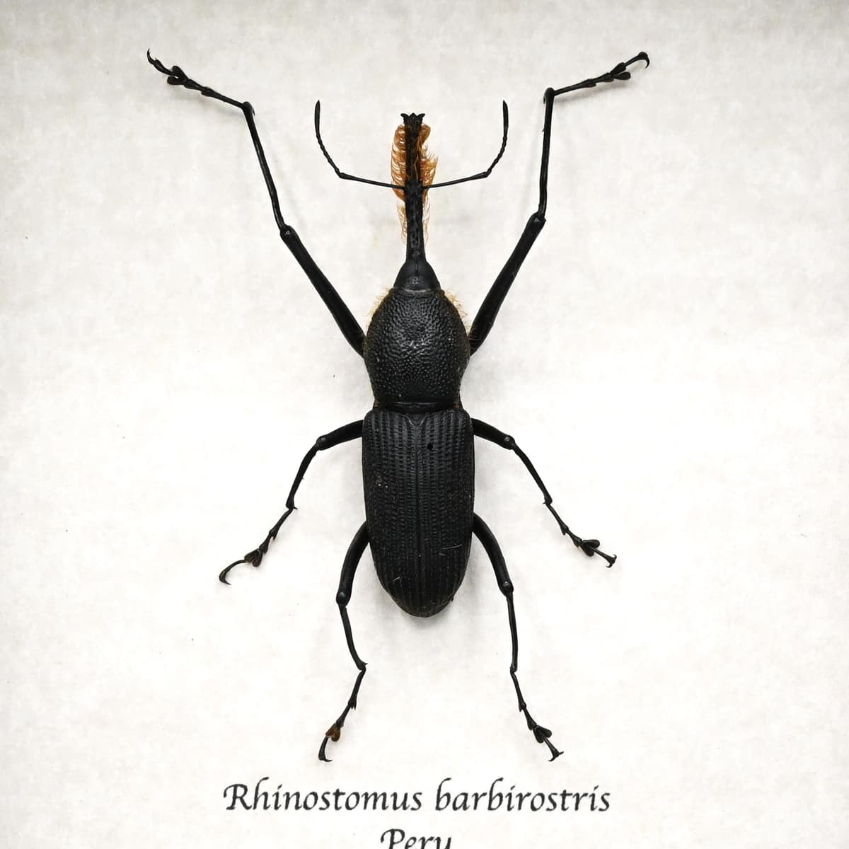 Unusual real Bearded Weevil framed taxidermy - Rhinostomus barbirostris