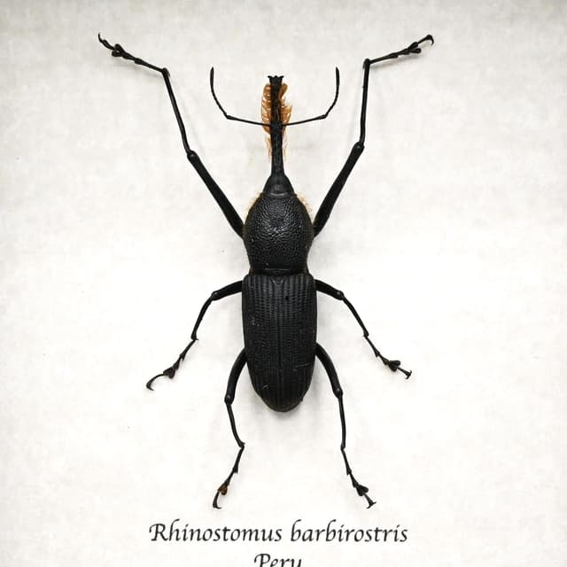 Unusual real Bearded Weevil framed taxidermy - Rhinostomus barbirostris