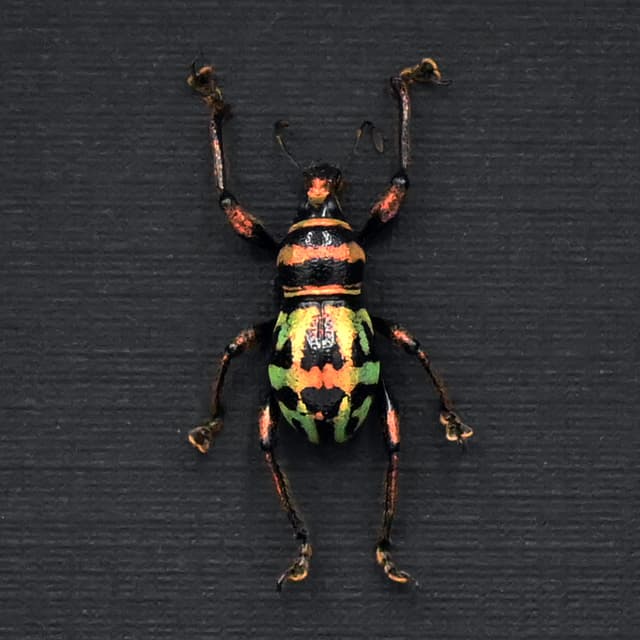 WEEVIL MANIA - Real green beetle framed taxidermy - Metapocyrtus perpulcheroides