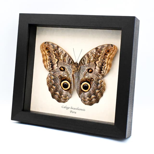 Giant real Owl butterfly framed taxidermy - Caligo brasiliensis - XL female