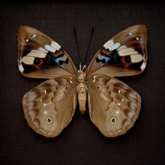 Rare Turquoise Emperor butterfly framed taxidermy - Apaturina erminea