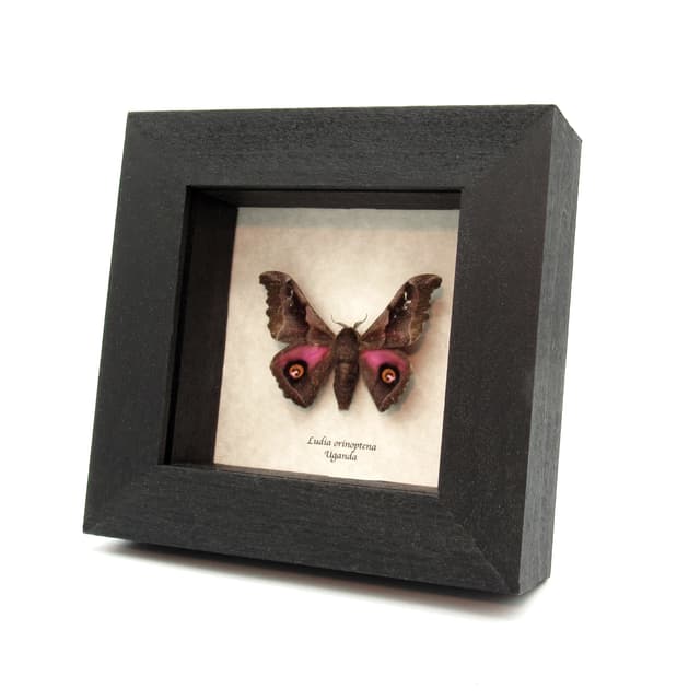 Real pink Saturn moth framed taxidermy - Ludia orinoptena