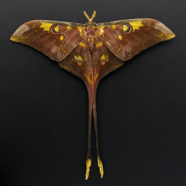 Rare XXL Sulawesi Moon Moth framed taxidermy - Actias isis - Victorian mount