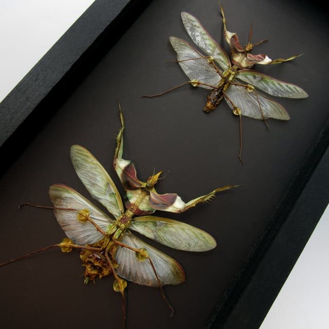 Real Giant Devils Flower Mantis framed taxidermy - Idolomantis diabolica winged adult - male + female pair