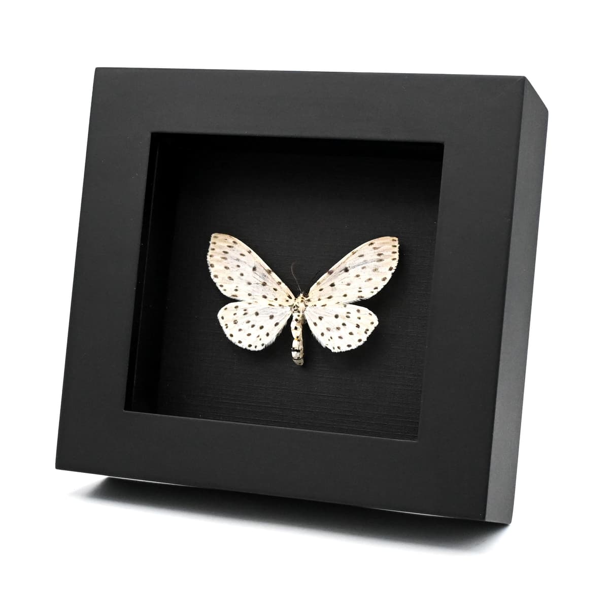 Real White Geometer moth framed taxidermy - Antipercnia belluaria - large female