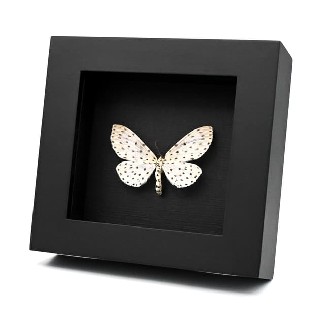 Real White Geometer moth framed taxidermy - Antipercnia belluaria - large female