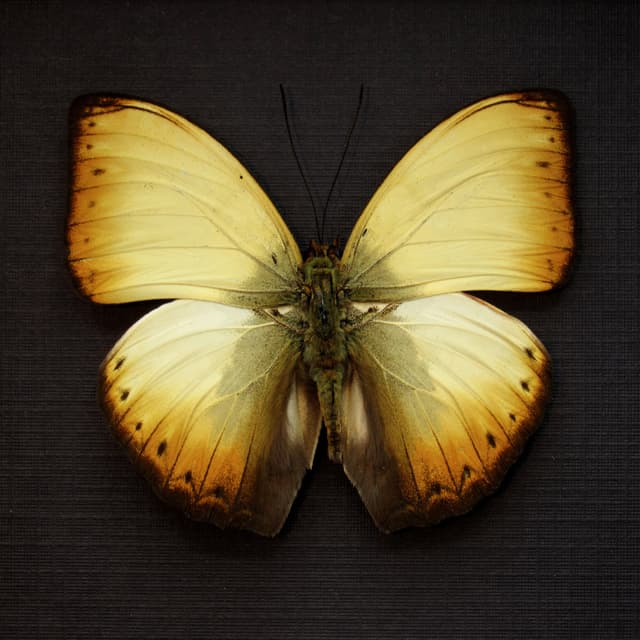 Real African Glider butterfly framed taxidermy - Cymothoe reinholdi