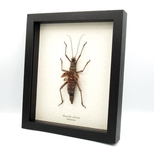 Real Spiny Hedgehog Stick bug framed taxidermy - Haaniella echinata - XL female