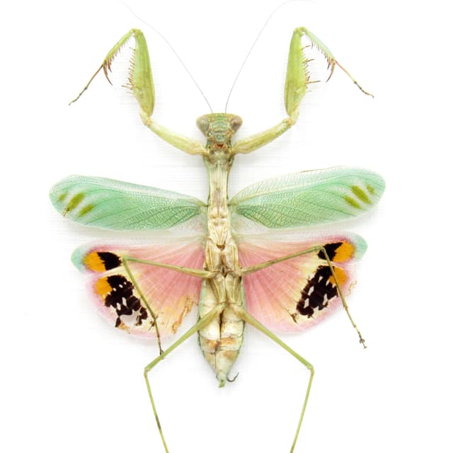 Rare framed Pink Umbrella Mantis taxidermy - Caliris elegans - female