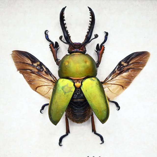 Real Stag beetle framed taxidermy - Lamprima adolphinae