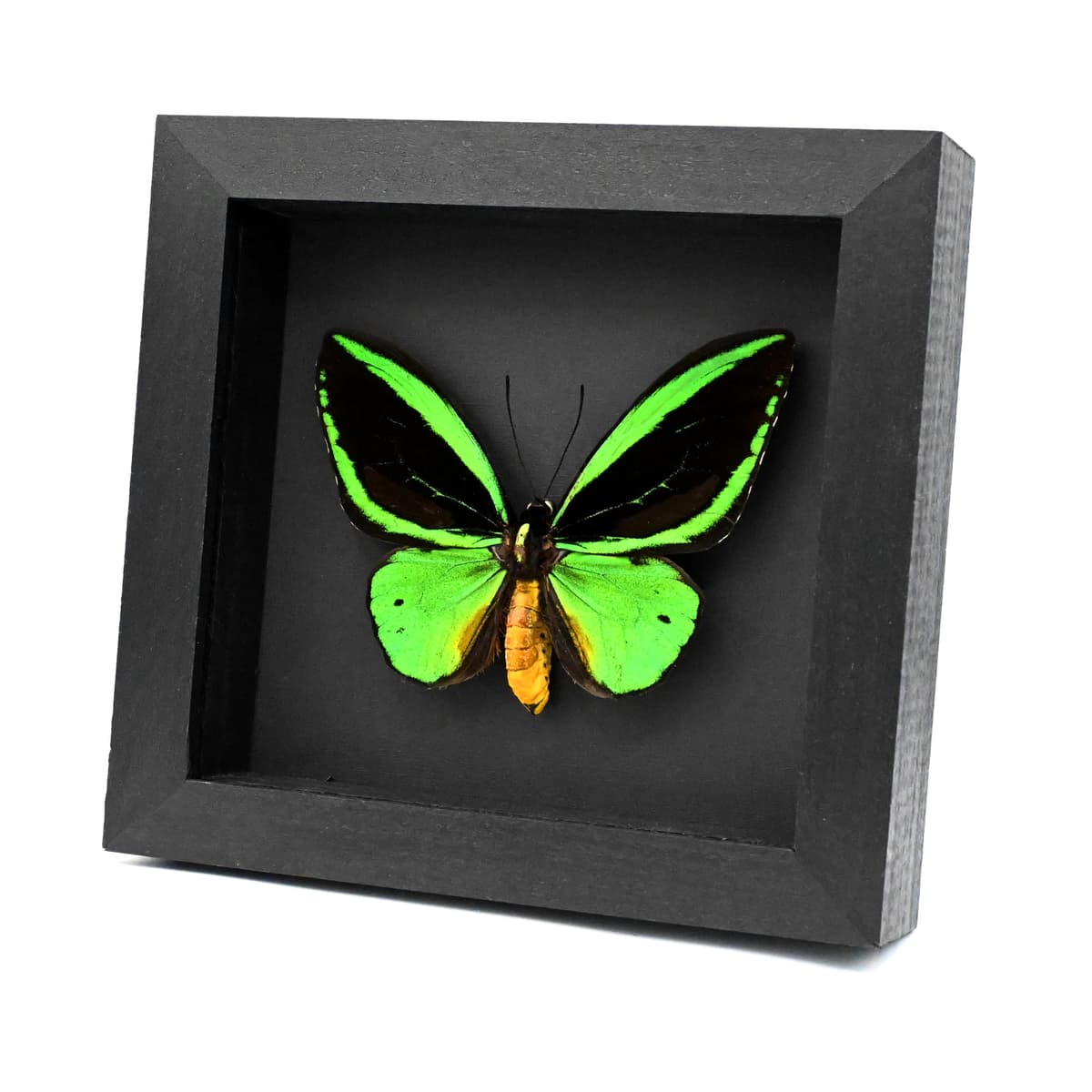 Real Giant Birdwing butterfly framed taxidermy - Ornithoptera priamus poseidon