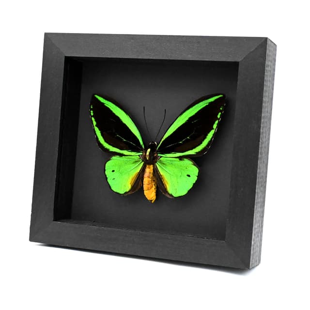 Real Giant Birdwing butterfly framed taxidermy - Ornithoptera priamus poseidon