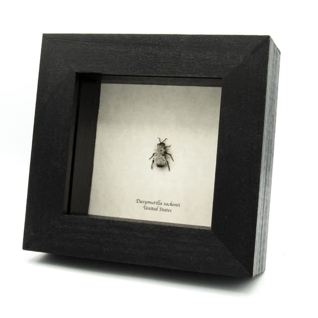 Rare Silver Velvet Cow Killer ant framed taxidermy - Dasymutilla sackenii