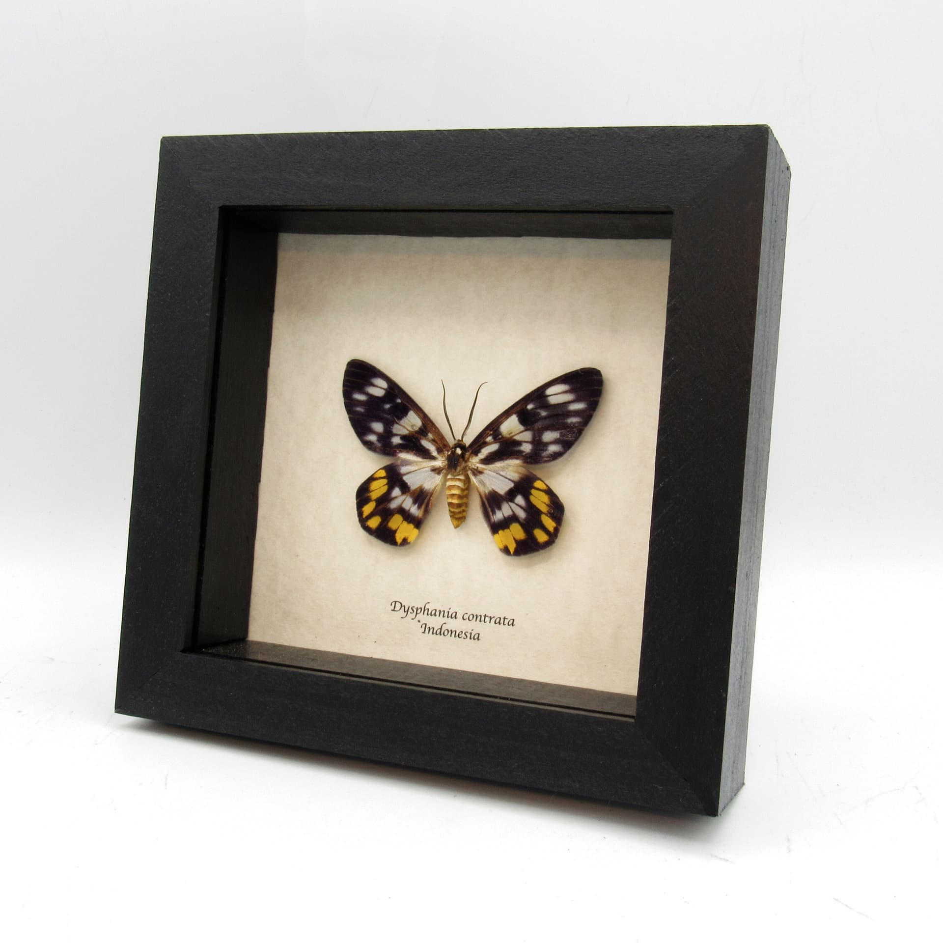Real yellow False Tiger moth framed taxidermy - Dysphania contrata - female