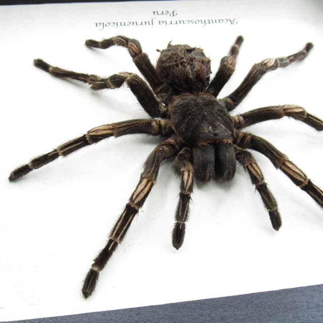Real XXL Brazilian Orange Banded Tarantula framed - Acanthoscurria juruenicola - female
