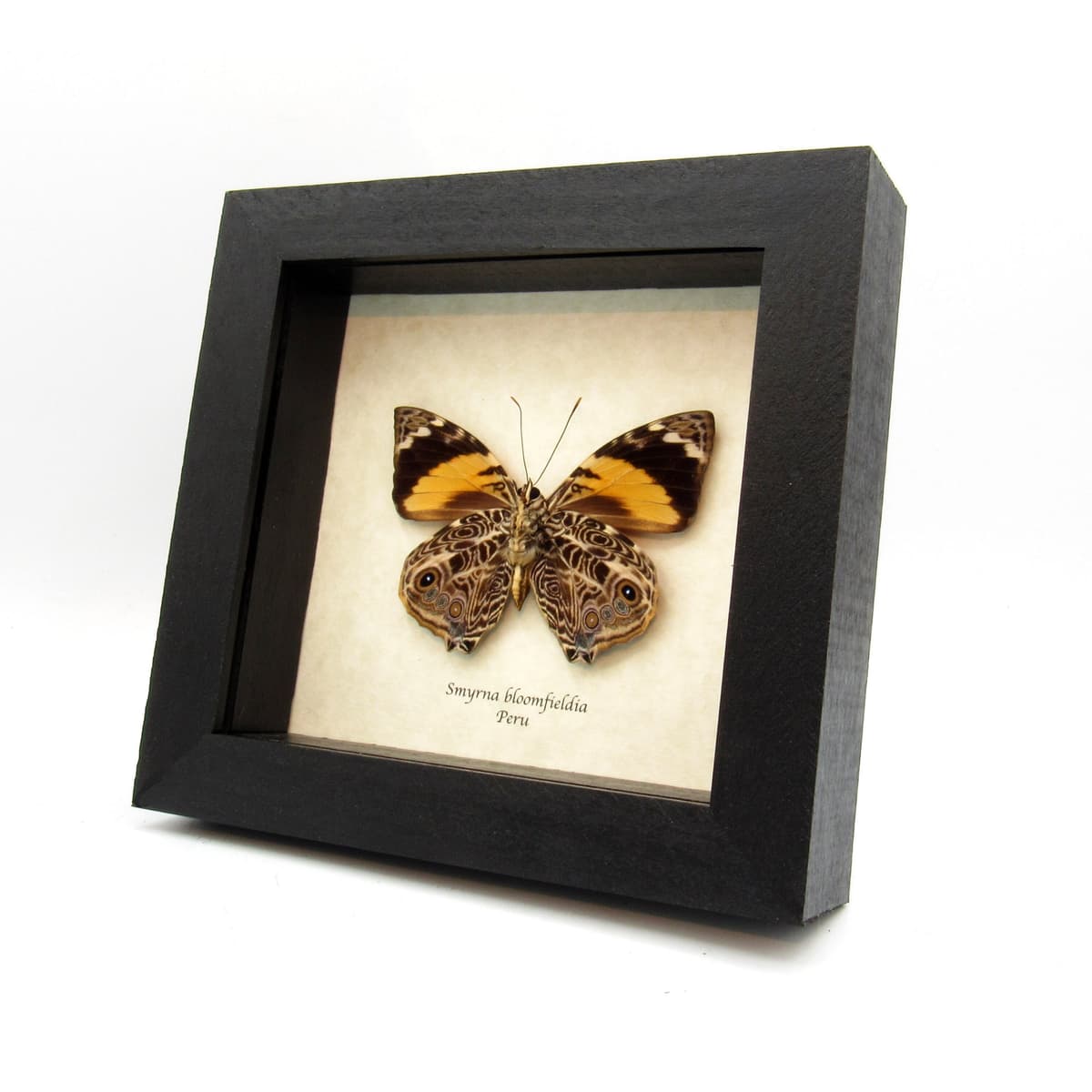 Real framed taxidermy butterfly - Smyrna bloomfieldia
