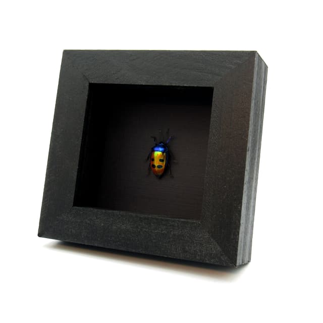 Real metallic Mangrove Jewel Bug framed taxidermy - Calliphara caesar