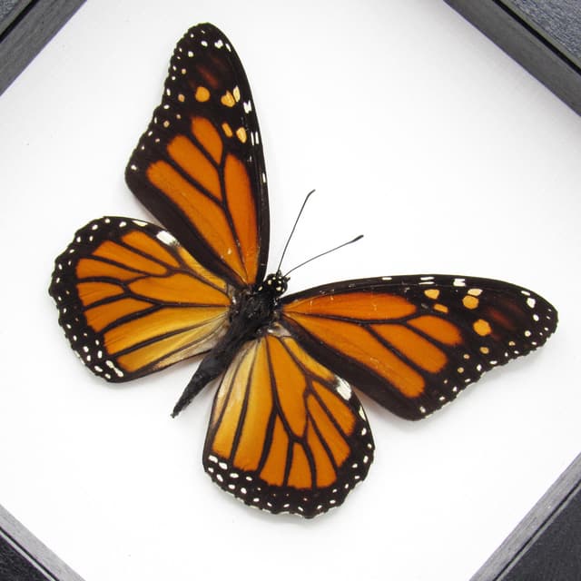 Real Monarch framed butterfly taxidermy - Danaus plexippus