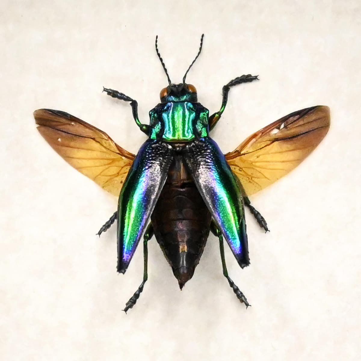 Real deep purple jewel beetle framed taxidermy - Cyphogastra calepyga