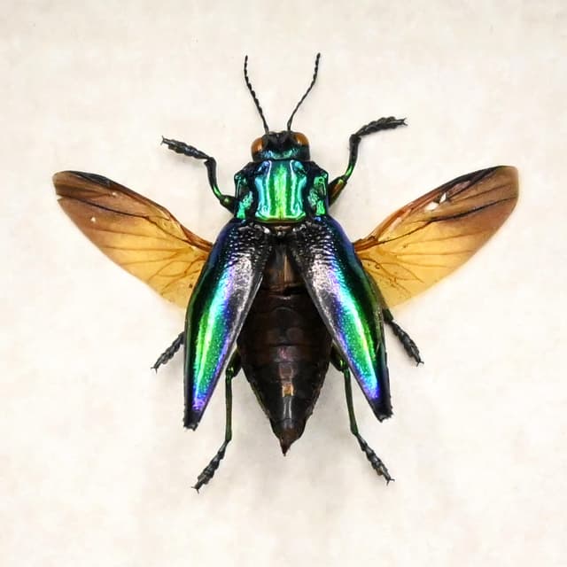 Real deep purple jewel beetle framed taxidermy - Cyphogastra calepyga