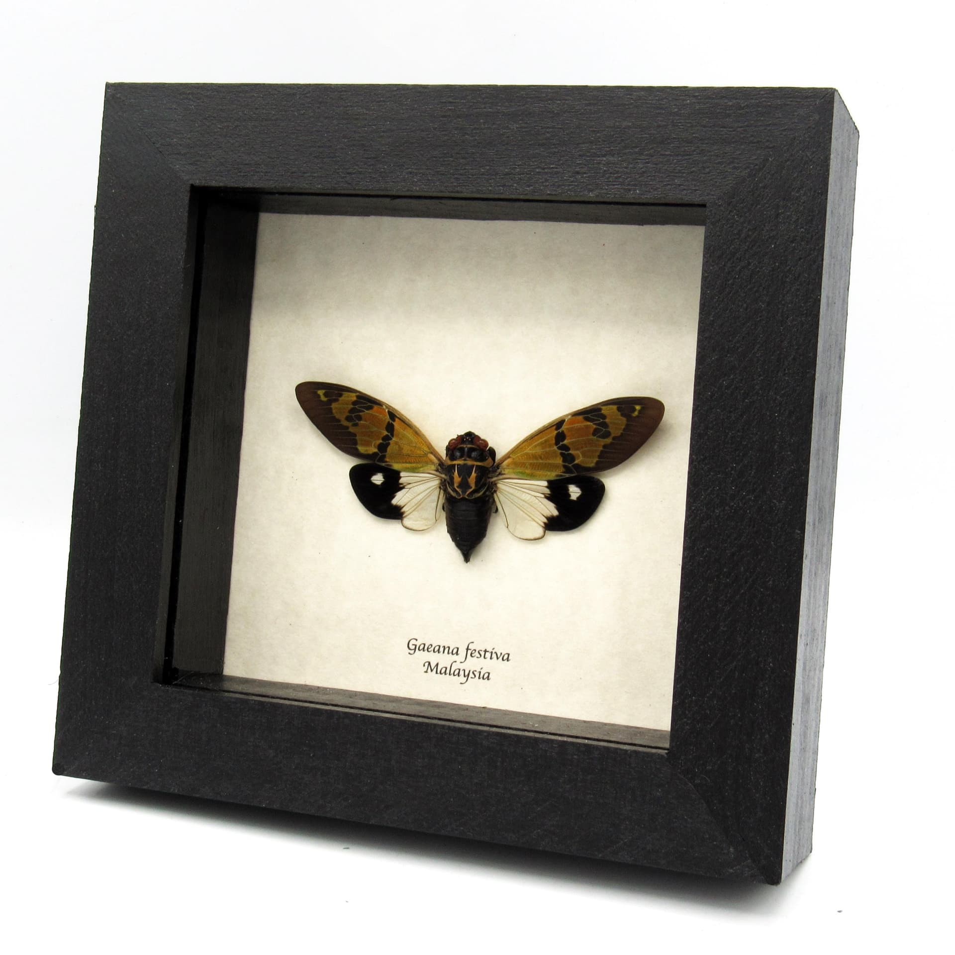 Real green Cicada framed taxidermy - Gaeana festiva