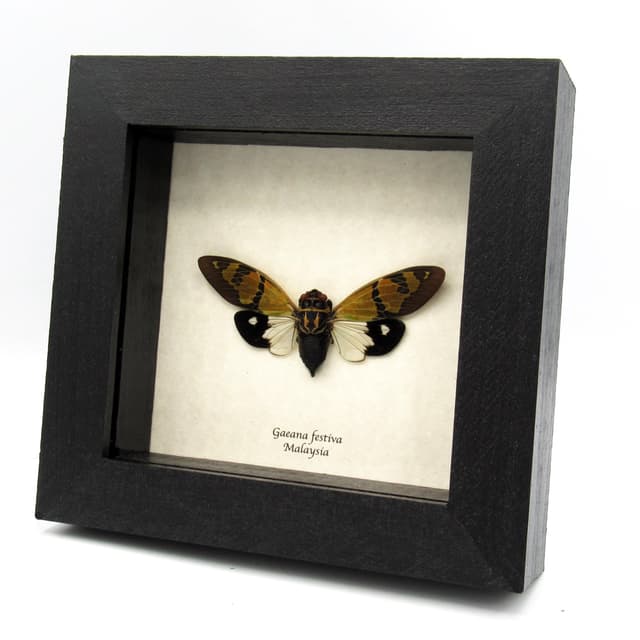 Real green Cicada framed taxidermy - Gaeana festiva
