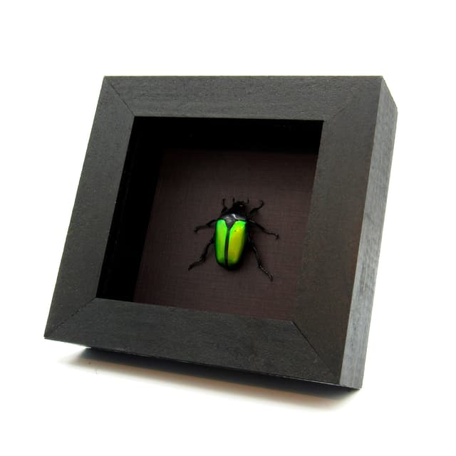 Real green Scarab beetle framed taxidermy - Caelorrhina relucens