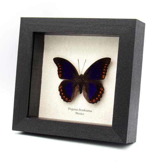 Rare purple Brush-footed butterfly framed taxidermy - Prepona brooksiana