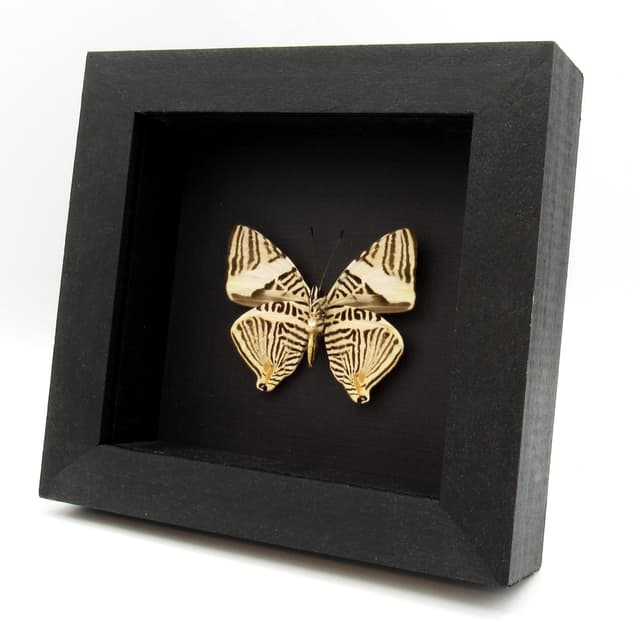 Real Zebra Mosaic butterfly framed taxidermy - Colobura dirce