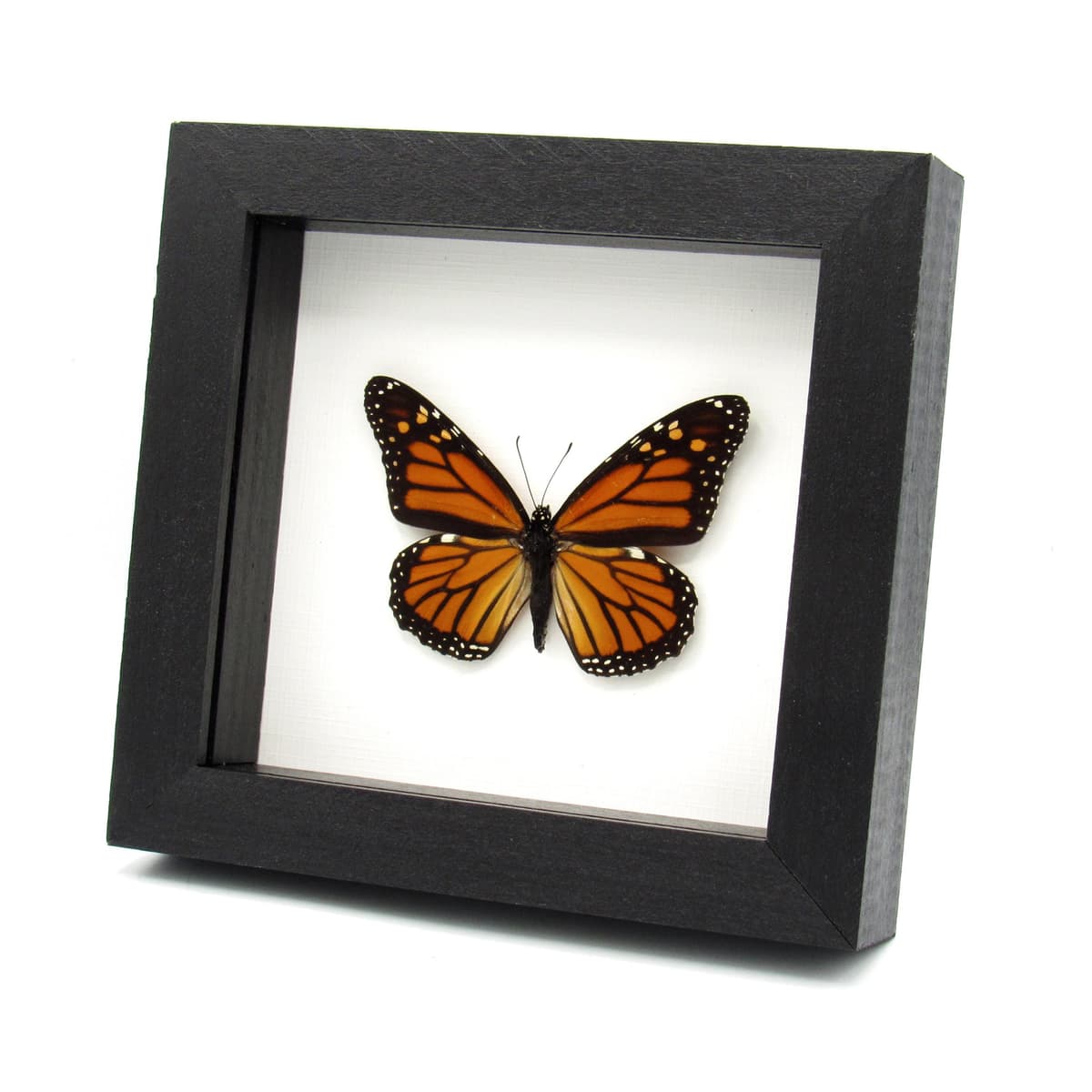 Real Monarch framed butterfly taxidermy - Danaus plexippus
