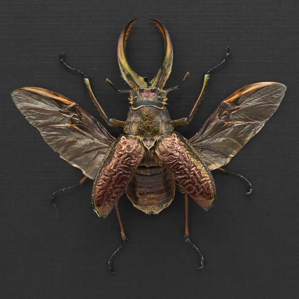 Big hairy Stag beetle framed taxidermy - Sphaenognathus giganteus