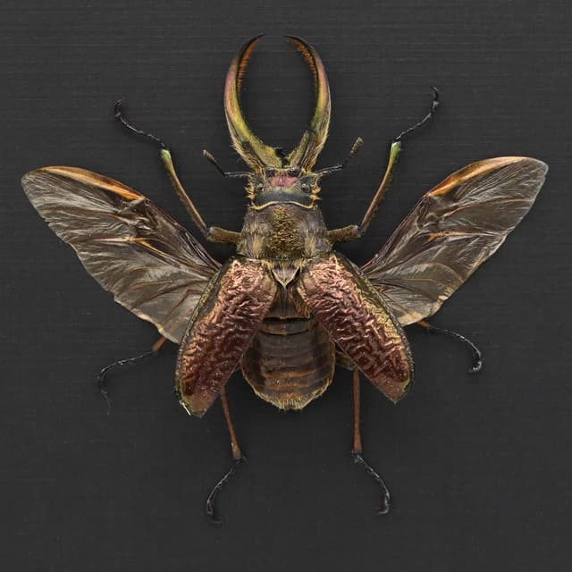 Big hairy Stag beetle framed taxidermy - Sphaenognathus giganteus