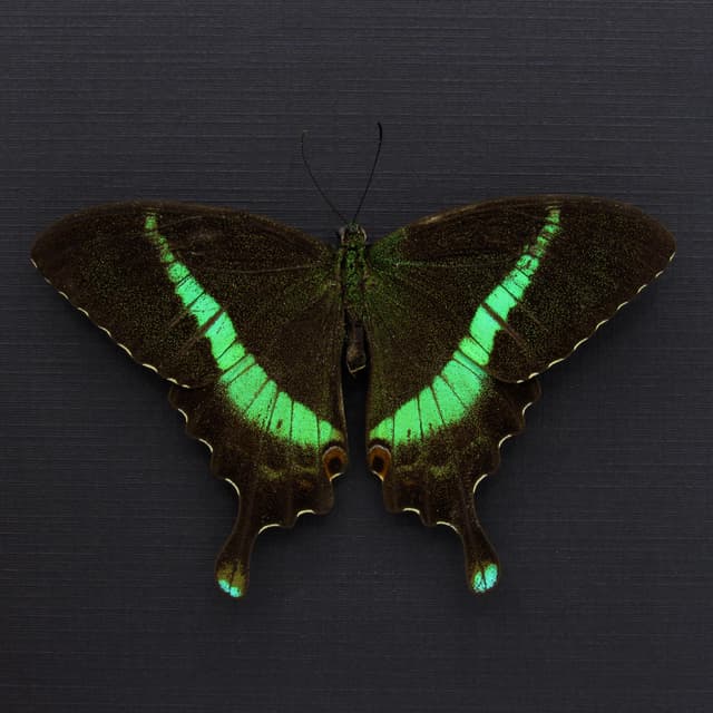 Rare green Banded Peacock Swallowtail butterfly framed specimen - Papilio crino - Victorian mount