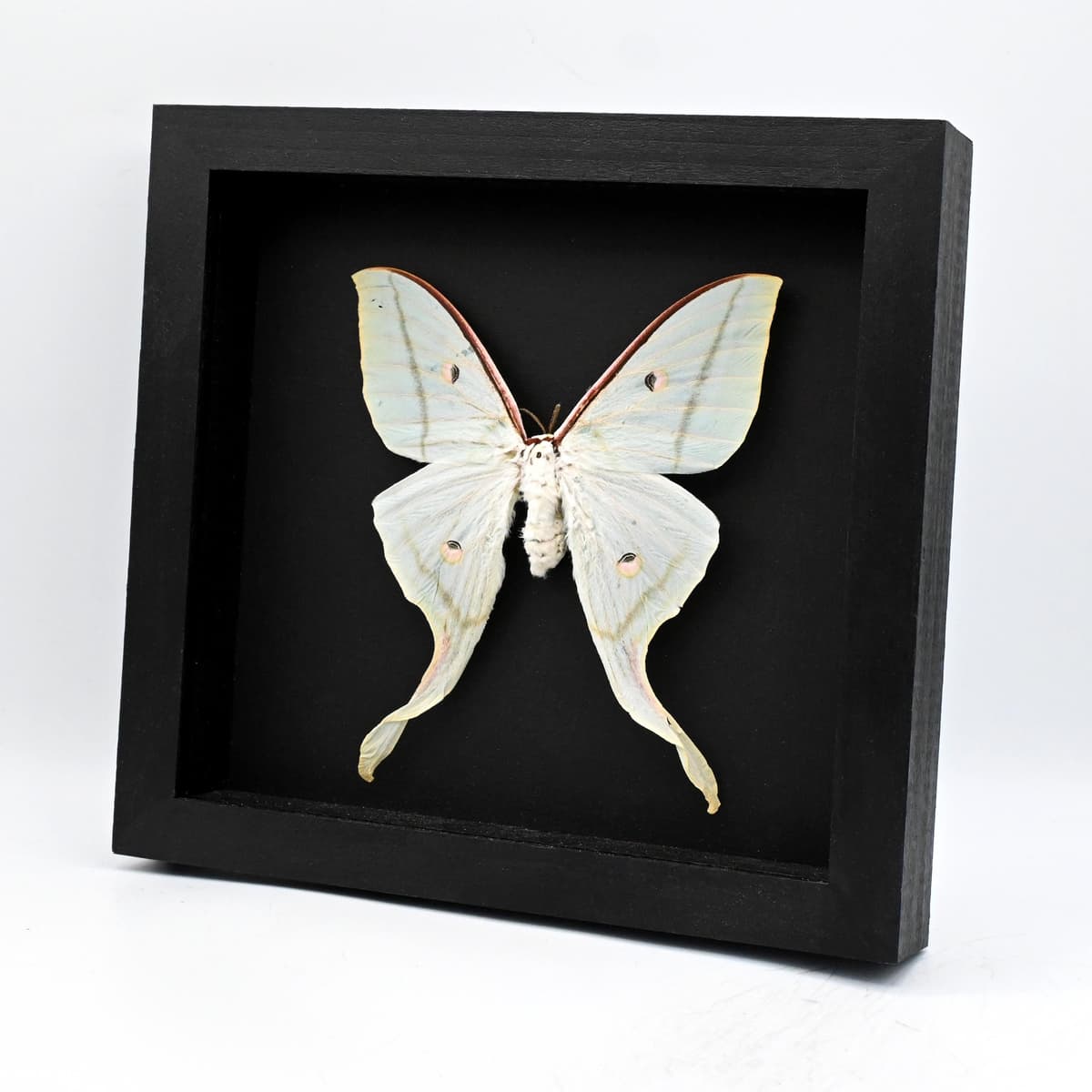 Real Giant Indian moon moth framed taxidermy - Actias selene - XL female - minor damage