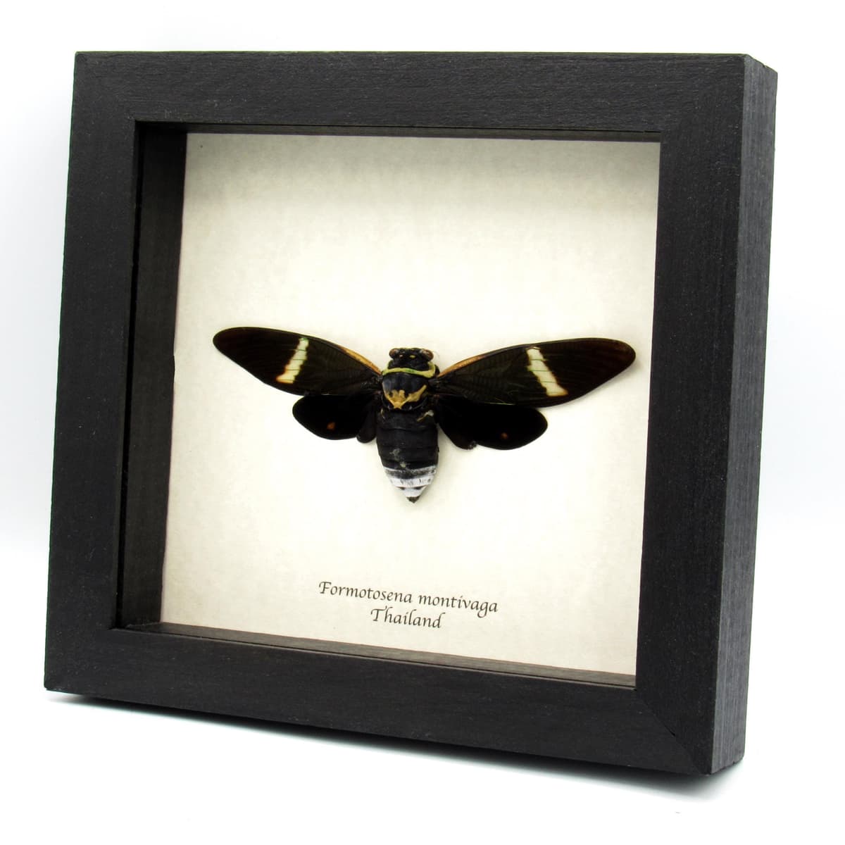 Real Giant Black Cicada frame taxidermy - Formotosena montivaga