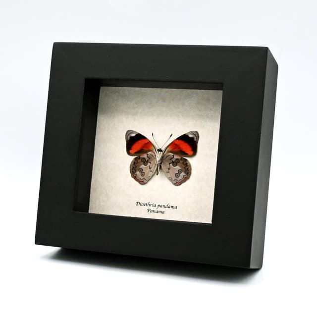 Real Orange-striped Eighty-eight Butterfly framed taxidermy - Diaethria pandama