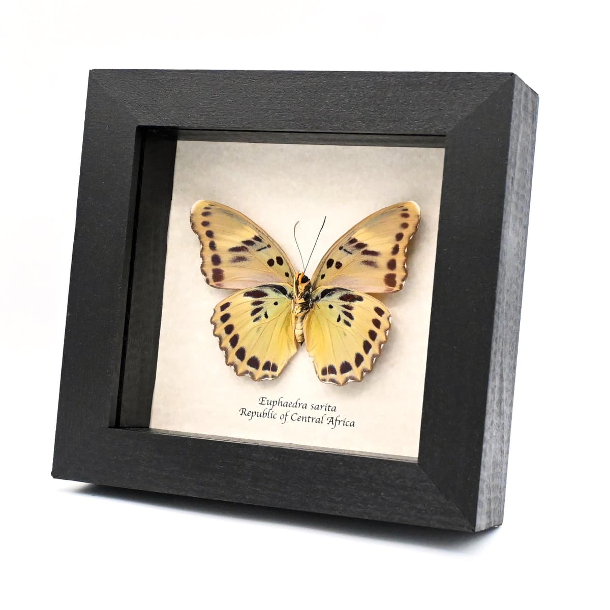 Real green Forester butterfly framed taxidermy - Euphaedra sarita - female