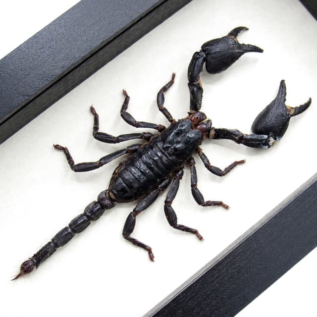 Real Giant Scorpion framed taxidermy - Heterometrus cyaneus - large