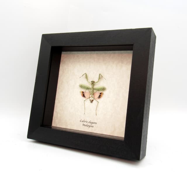 Rare framed Pink Umbrella Mantis taxidermy - Caliris elegans - female