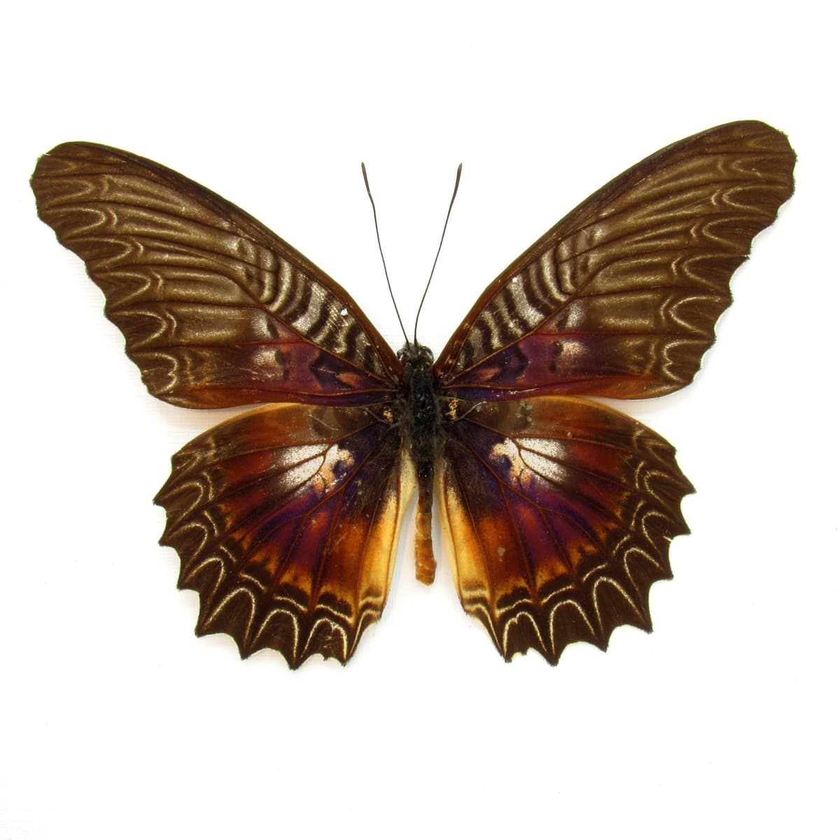 Real Violet Lacewing butterfly framed taxidermy - Cethosia myrina sarnada