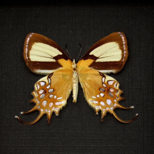 Real metallic gold butterfly framed taxidermy - Helicopis cupido