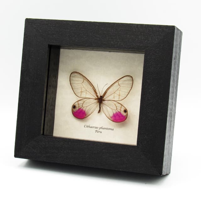 Rare fuchsia glasswing butterfly framed taxidermy - Cithaerias phantoma