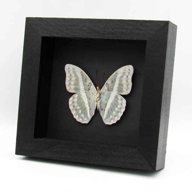 Rare Striped Glider butterfly framed taxidermy - Cymothoe oemilius