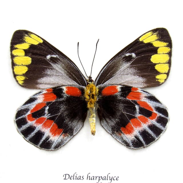 Rare Australian Imperial White butterfly framed specimen - Delias harpalyce - female