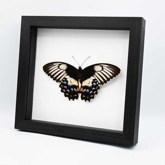 Real XL framed taxidermy butterfly - Papilio gambrisius - female - Victorian mount - 7 inch wingspan
