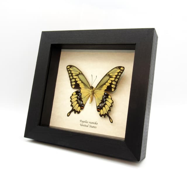 Real framed yellow Swallowtail butterfly taxidermy - Papilio rumiko
