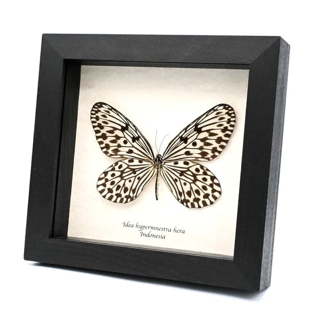 Real large Tree Nymph butterfly framed taxidermy - Idea hypermnestra hera
